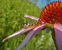 Grasshopper on Coneflower