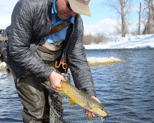 Taking brown trout from net
