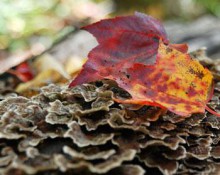 Leaf on Mushrooms