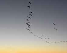 Blue Cranes at Sunrise