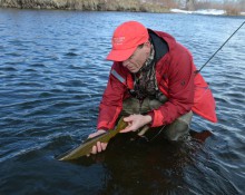 Releasing brown trout