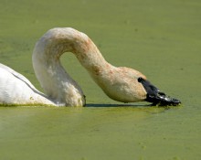 Trumpeter swan, eating duckweed