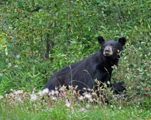 Black Bear in Bushes