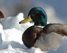 Mallard duck on snow
